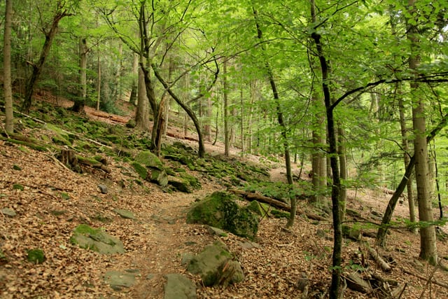 Experiencia bosque protegido Klebwald — excursión en la Selva Negra del norte