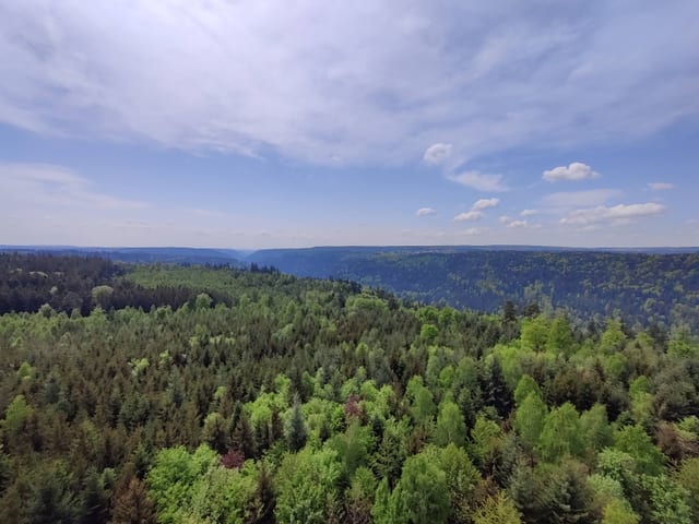 Hohe Warte — excursión en la Selva Negra del norte