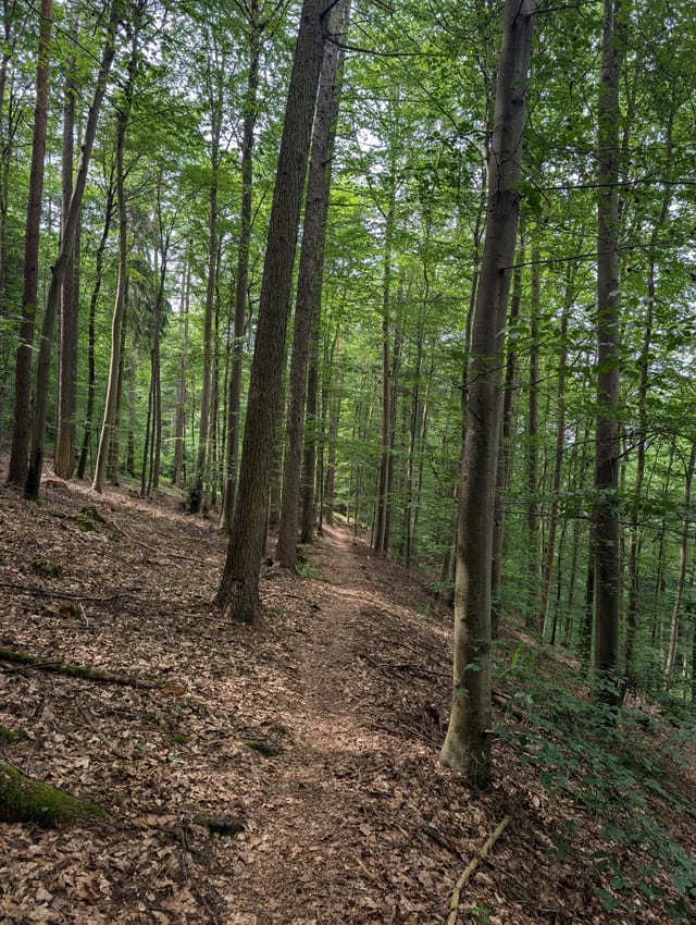 Sendero de capillas a Neuhausen · bicicleta de montaña — excursión en la Selva Negra del norte